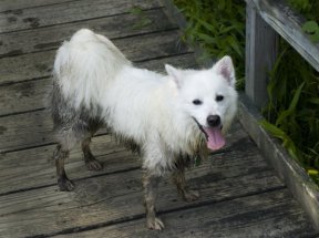 American_Eskimo_Dog_2630128910_600x450