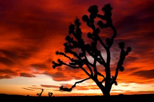 Joshua tree in sunset by Sam Scholes, 2010